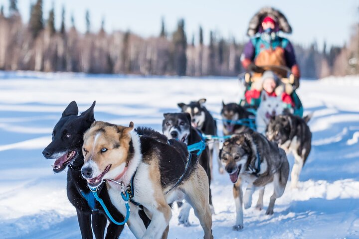 Private Guided Chena River Mush Dream Vacation in Fairbanks - Photo 1 of 15